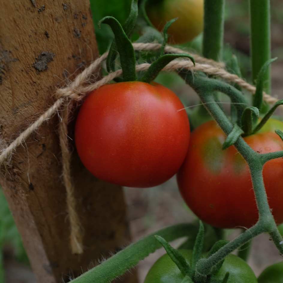 la-bo-te-graines-glacier-graines-tomate-bio-pr-coce-pot image 4