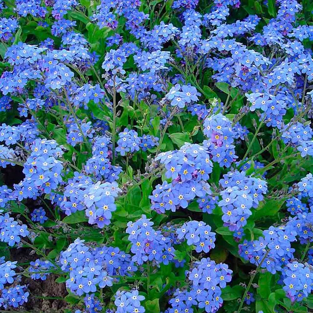 ferme-de-sainte-marthe-myosotis-alpes-bleu-plant image 1