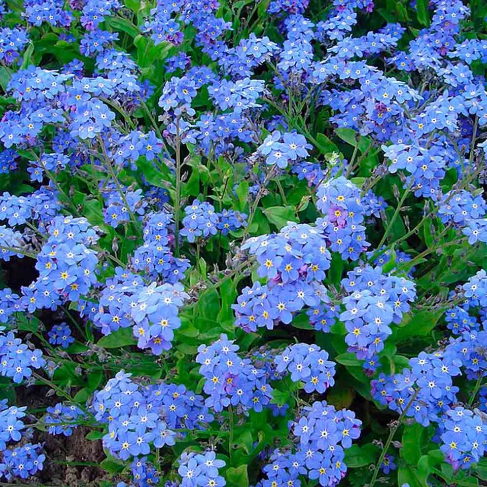 ferme-de-sainte-marthe-myosotis-alpes-bleu-plant image 1
