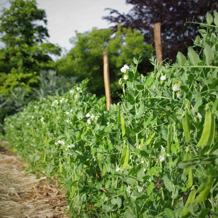 les-semences-de-l-ombelle-norli-pois-mangetout-graines-bio image 3