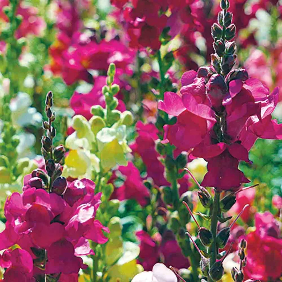 ferme-de-sainte-marthe-grand-muflier-vari-graines-de-fleurs-sachet-bio-annuel image 1