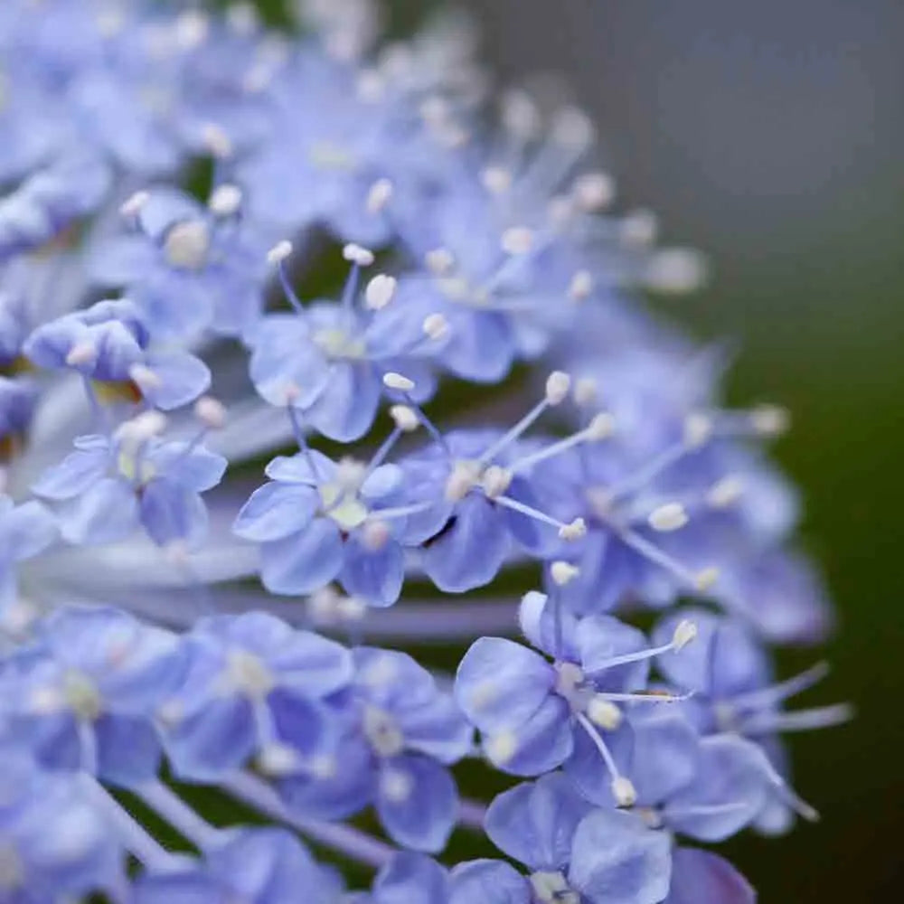 ferme-de-sainte-marthe-trachymene-lacyblue-graines-de-fleurs-bio image 1