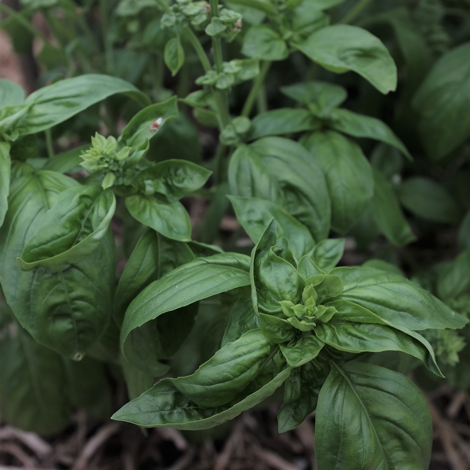 la-bo-te-graines-basilic-grand-vert-graines-bio-pesto image 2