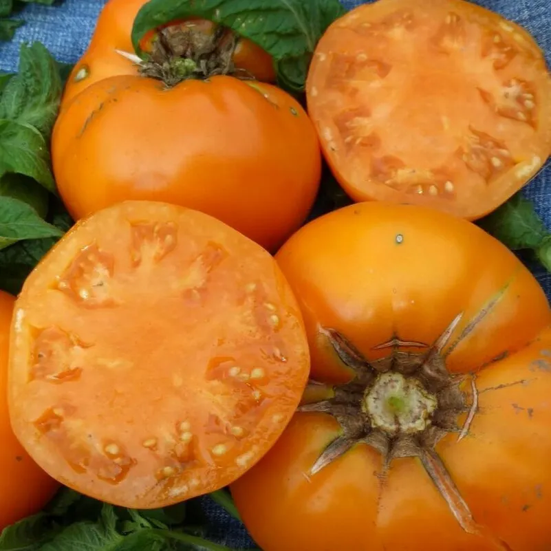 la-bo-te-graines-tomate-brandywine-yellow-bio-graines-l-gumes image 1
