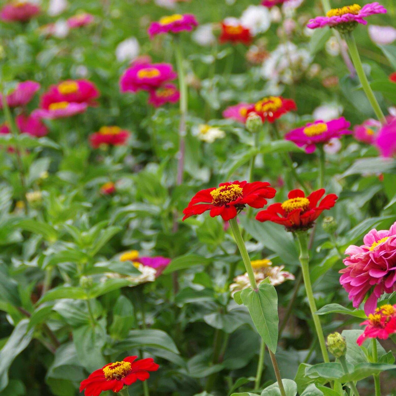 les-semences-de-l-ombelle-zinnia-en-m-lange-bio-graines image 1