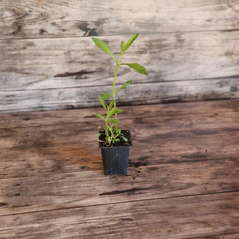 ferme-de-sainte-marthe-verveine-de-buenos-aires-plant-bio image 1