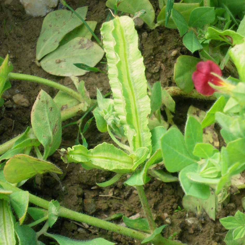 la-bo-te-graines-pois-asperge-bio-graines-fleurs-comestible image 3