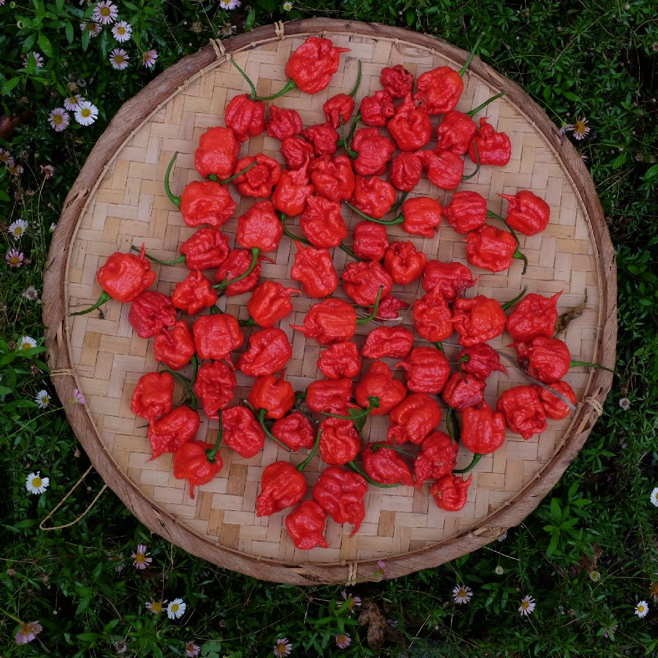 la-bo-te-graines-carolina-reaper-graines-de-piment-bio image 4