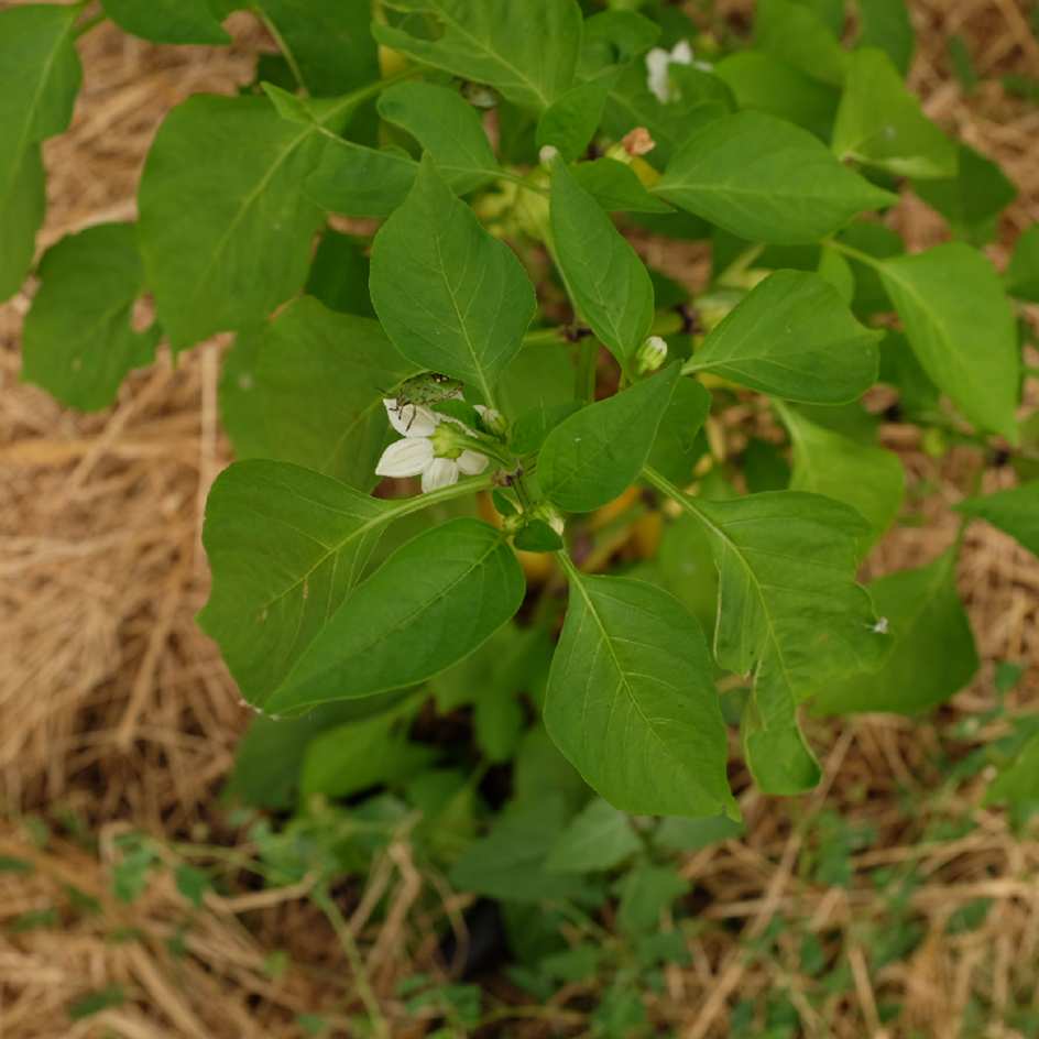la-bo-te-graines-poivron-cecei-bio-graines-potag-res-hongroise image 2