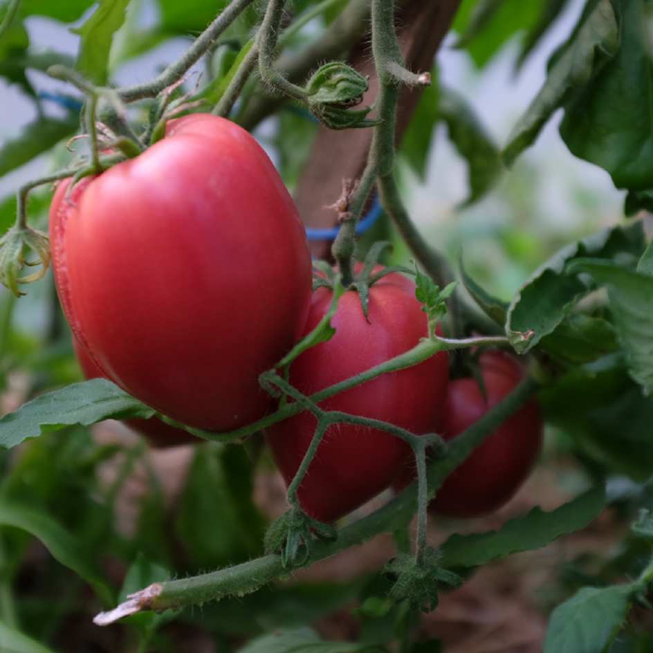 la-bo-te-graines-tomate-anna-russe-coeur-de-boeuf-graines-bio image 3