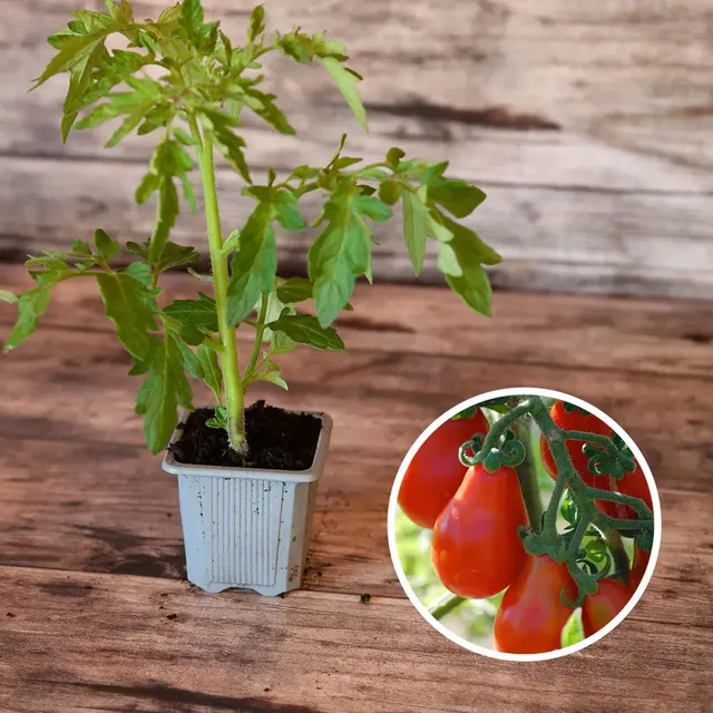 ferme-de-sainte-marthe-tomate-poire-rouge-plant-bio-cocktail-sucr image 1