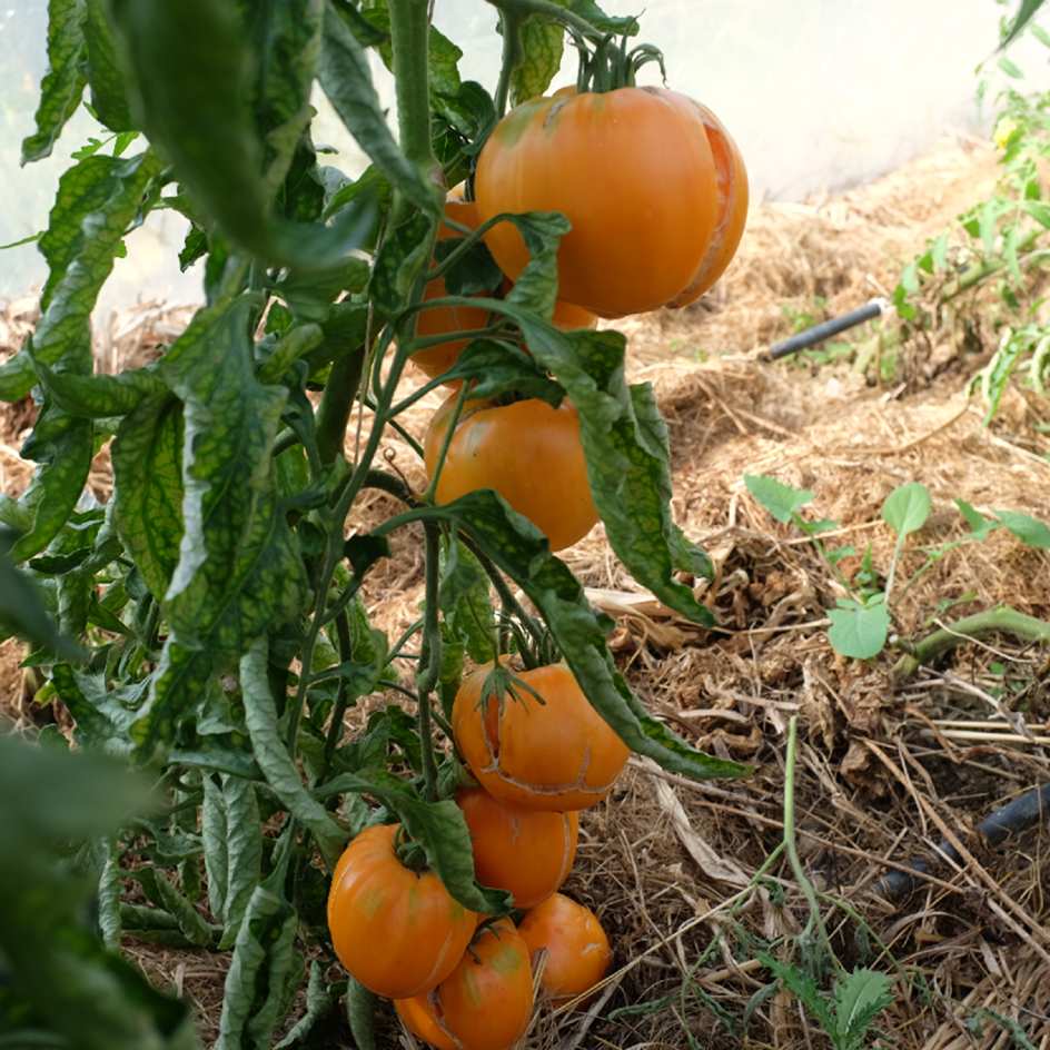 la-bo-te-graines-mangue-tomate-bio-orange-sucr-e image 4