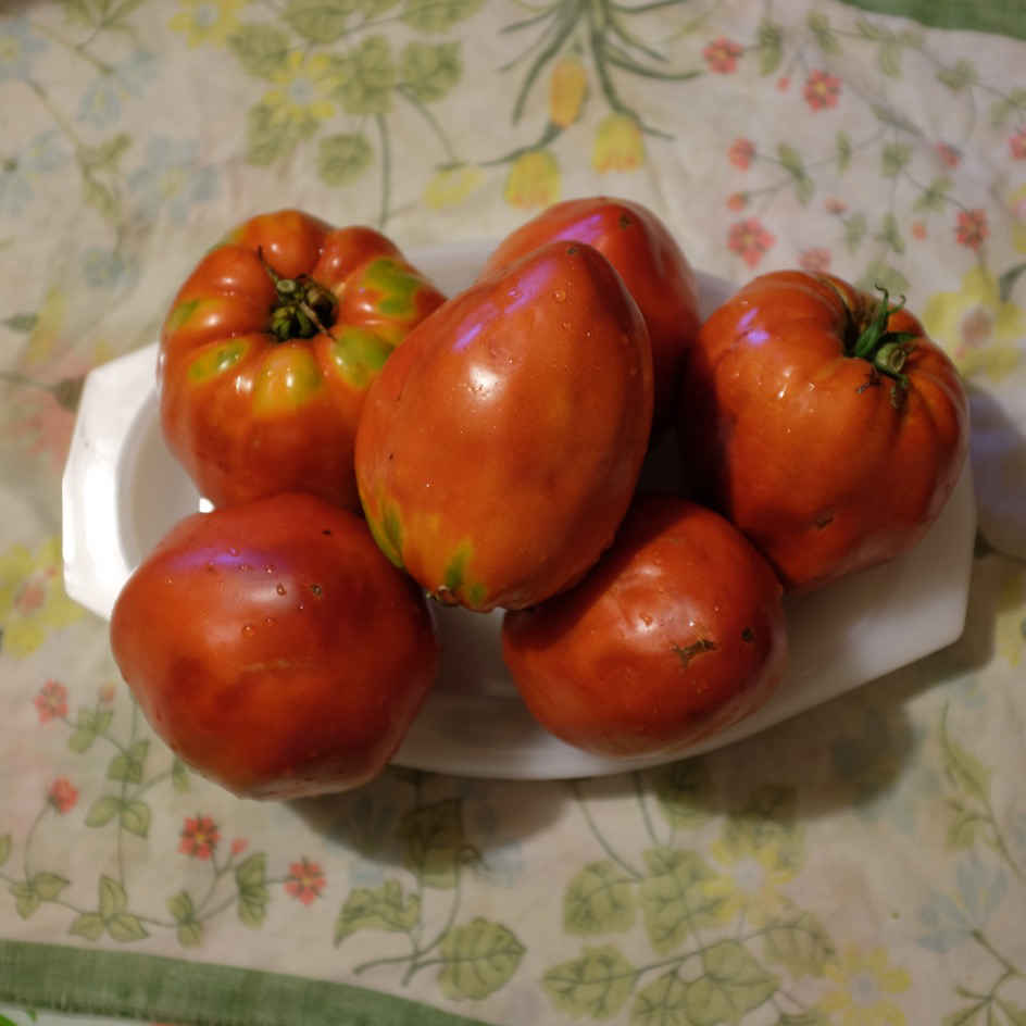 la-bo-te-graines-beefsteak-graines-tomate-bio-gros-fruit image 5