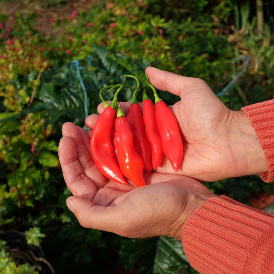 la-bo-te-graines-piment-v-g-tarien-graines-bio-doux image 1