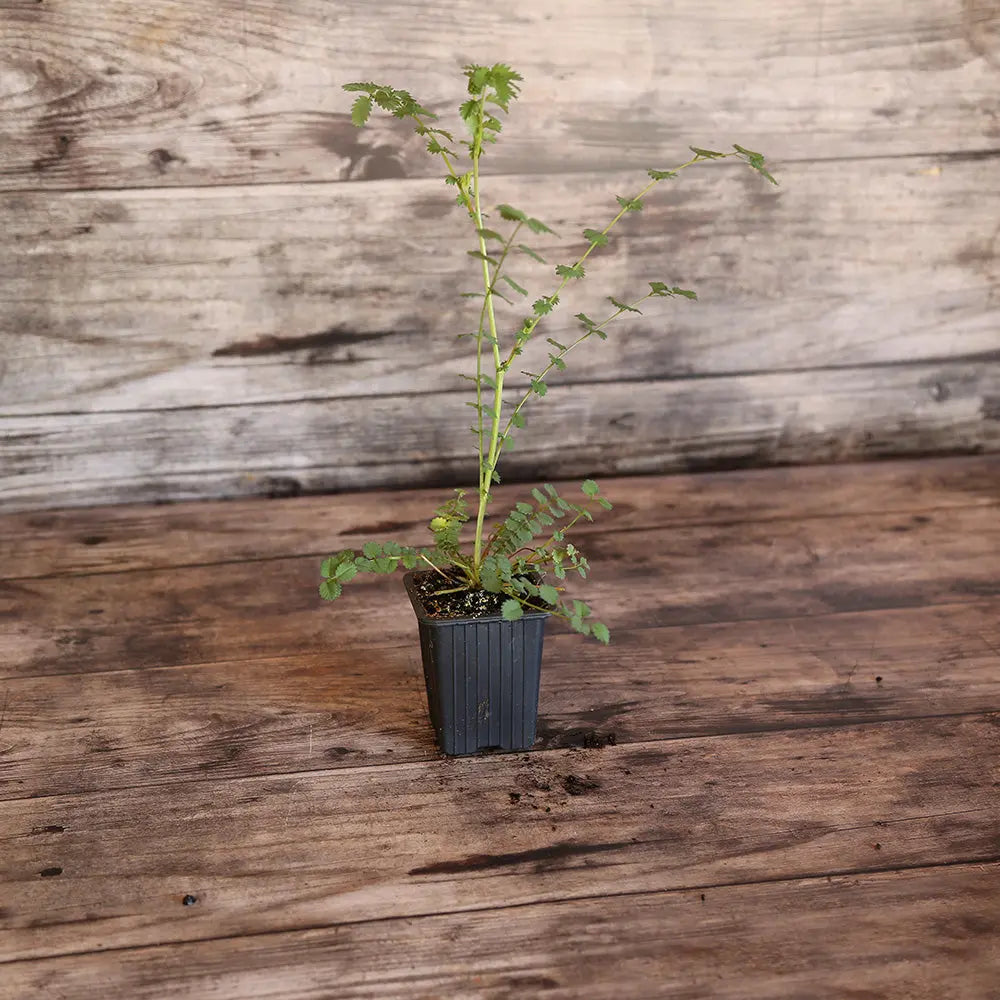 ferme-de-sainte-marthe-pimprenelle-plant-bio-vivace image 1