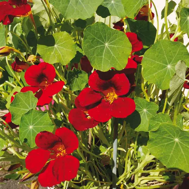 ferme-de-sainte-marthe-black-velvet-capucine-naine-fleurs-non-trait-es image 1