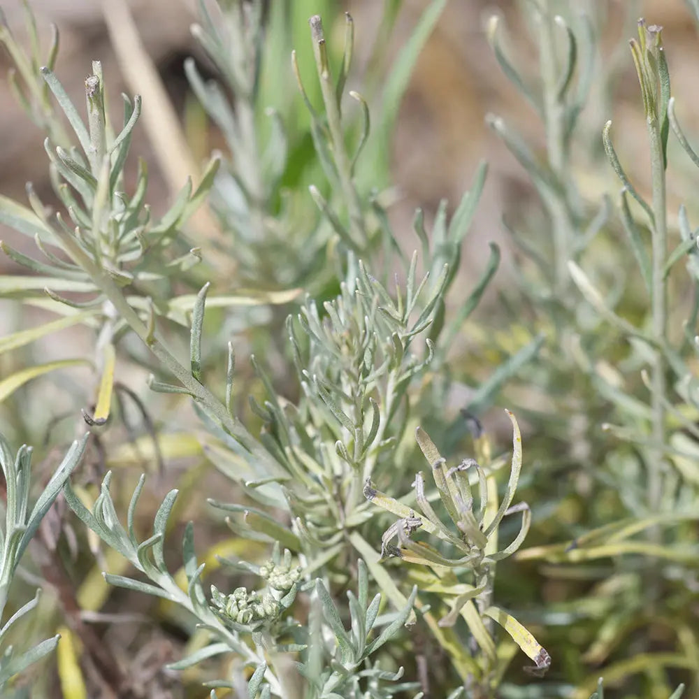 ferme-de-sainte-marthe-plants-bio-plante-curry-h-lichryse-vivace-pot image 4