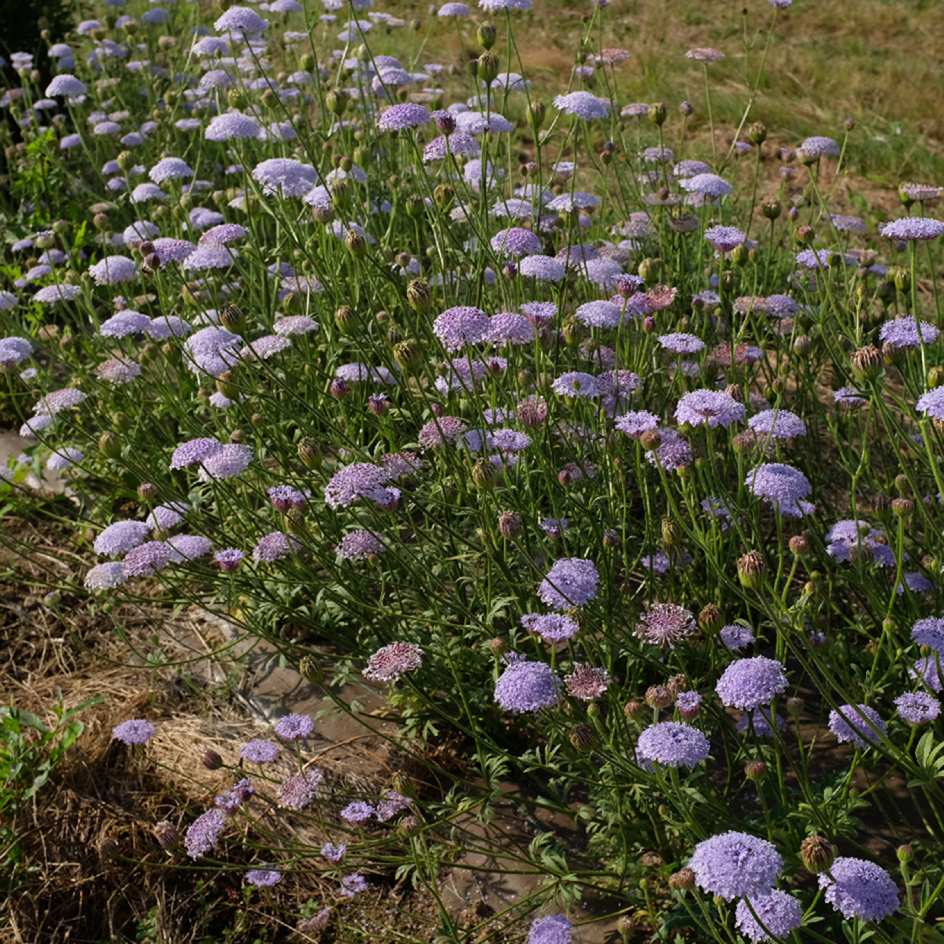 la-bo-te-graines-trachymene-lacy-blue-bio-fleur-coup-e image 2