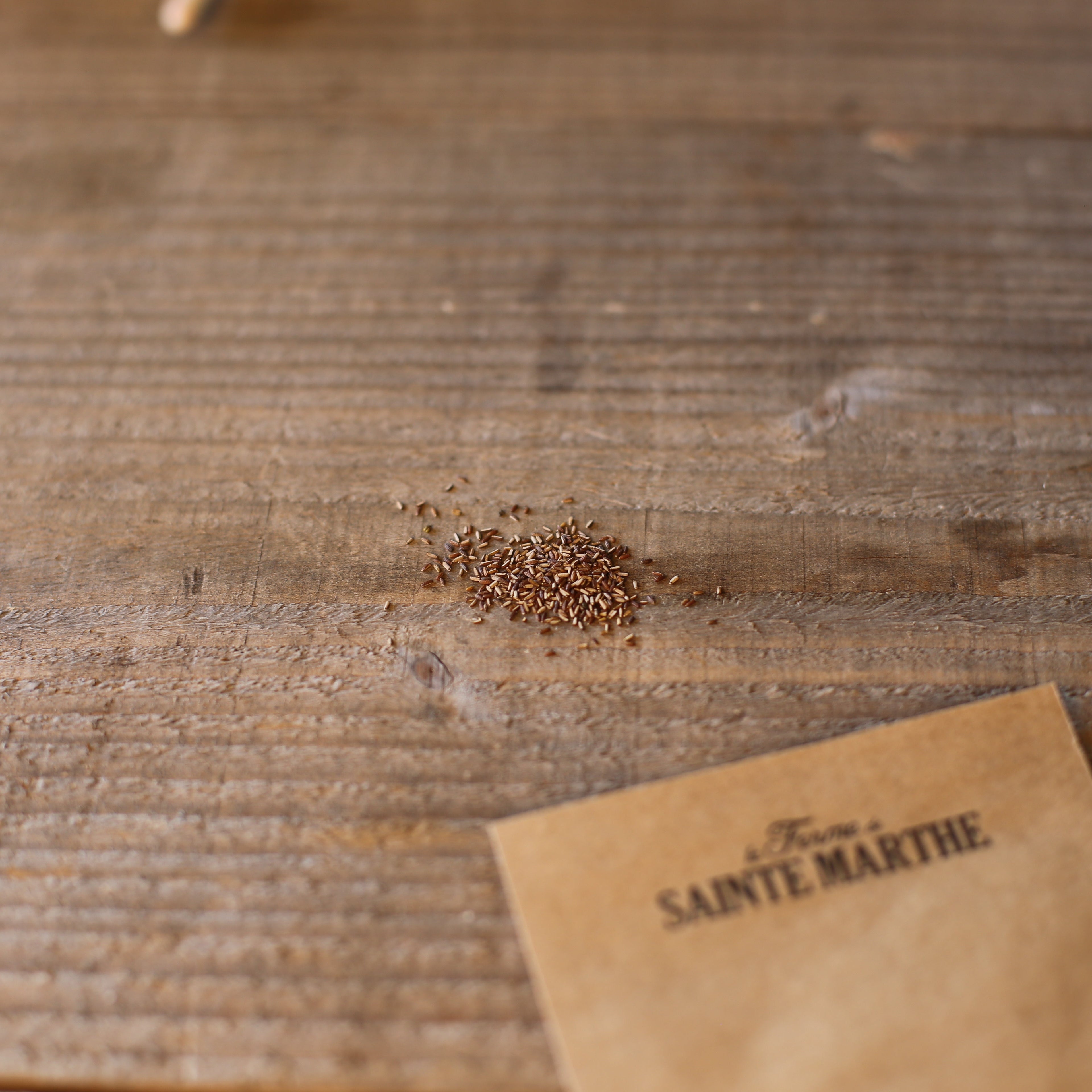 ferme-de-sainte-marthe-verveine-officinale-graines-de-fleurs-bio-infusion image 2