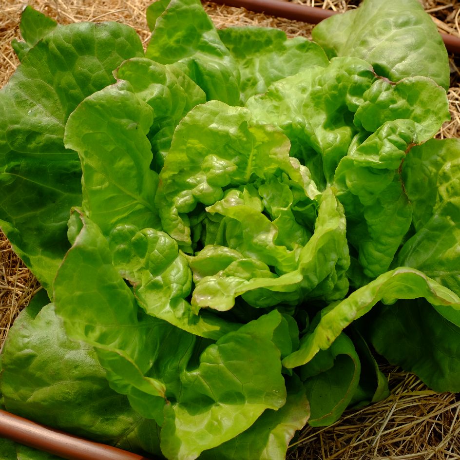 la-bo-te-graines-laitue-pomm-e-triolaise-graines-l-gumes-bio image 2