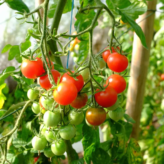 la-bo-te-graines-tomate-cerise-graines-l-gumes-bio-mi-pr-coce image 1