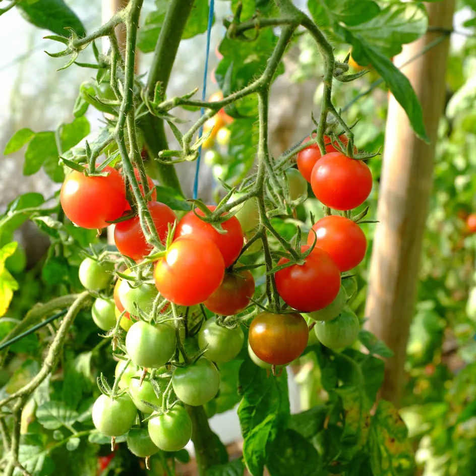 la-bo-te-graines-tomate-cerise-graines-l-gumes-bio-mi-pr-coce image 1
