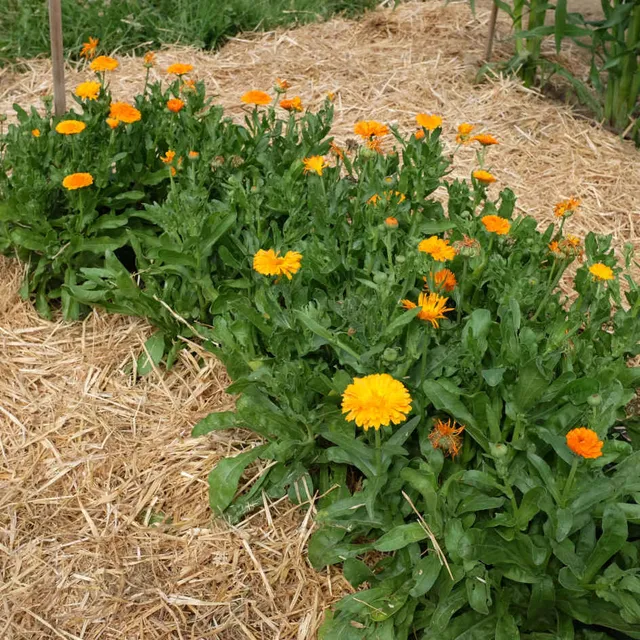 la-bo-te-graines-soucis-orange-graines-fleurs-bio-orange image 1