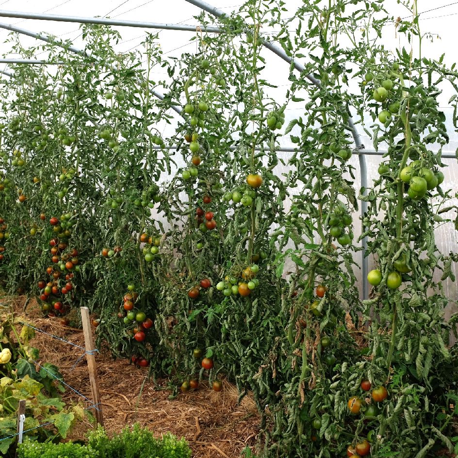 la-bo-te-graines-tomate-black-prince-graines-bio-mi-saison image 4