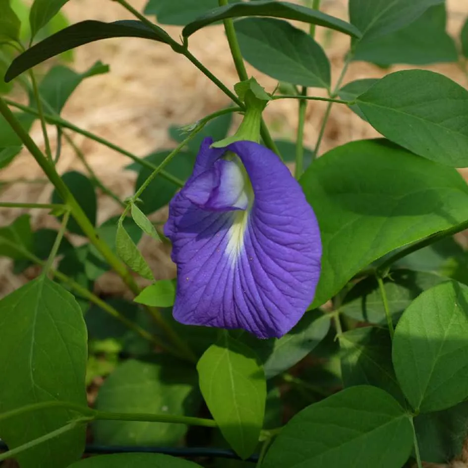la-bo-te-graines-clitoria-ternatea-graines-fleurs-bleue-grimpante image 1