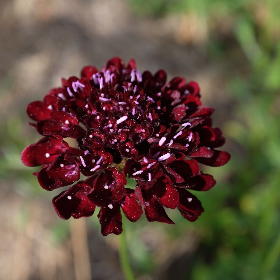 la-bo-te-graines-graines-fleurs-scabieuse-black-night-bio-graines image 5