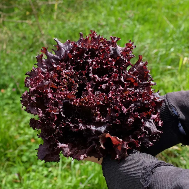 la-bo-te-graines-laitue-lollo-rossa-graines-l-gumes-bio-couper image 1