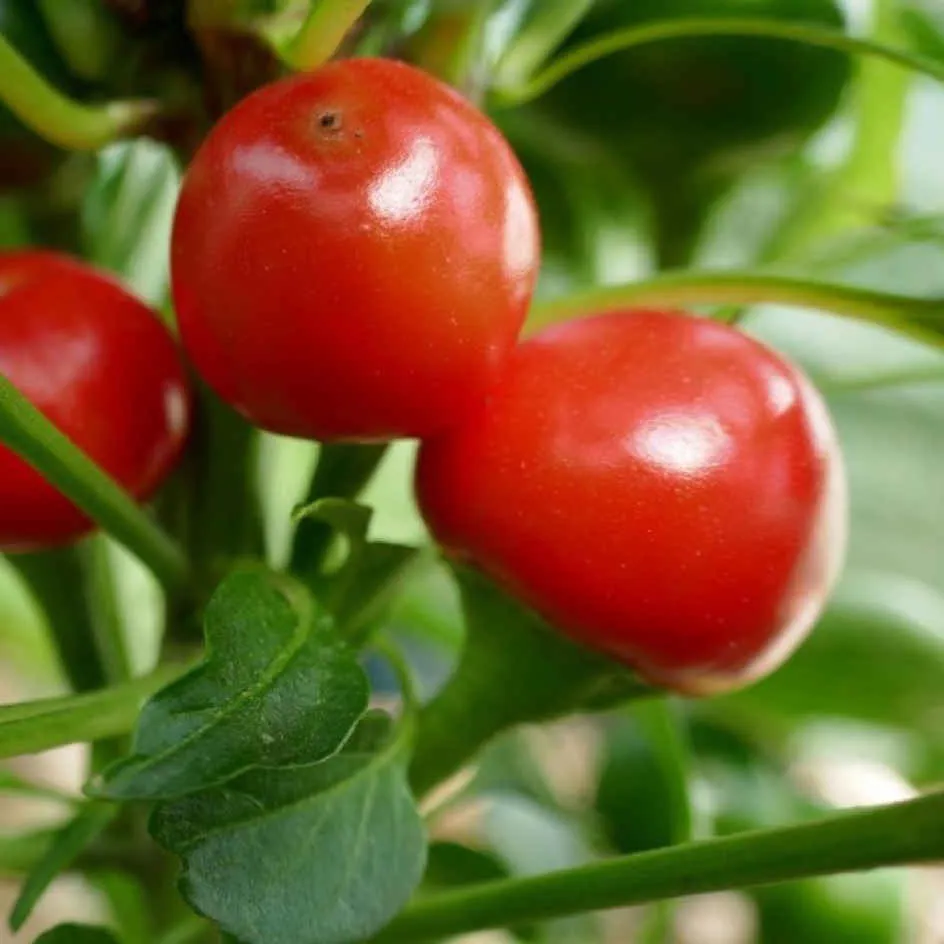 la-bo-te-graines-piment-calabrese-graines-l-gumes-bio-fort image 1