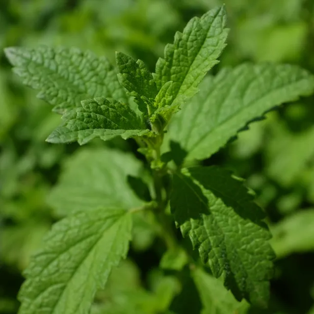 la-bo-te-graines-graines-aromatiques-m-lisse-bio-citronn-e image 1