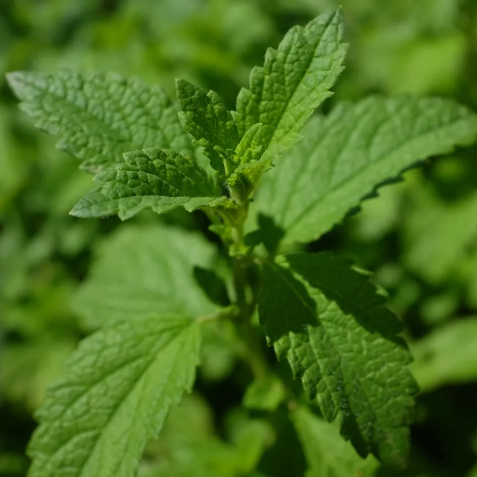 la-bo-te-graines-graines-aromatiques-m-lisse-bio-citronn-e image 1