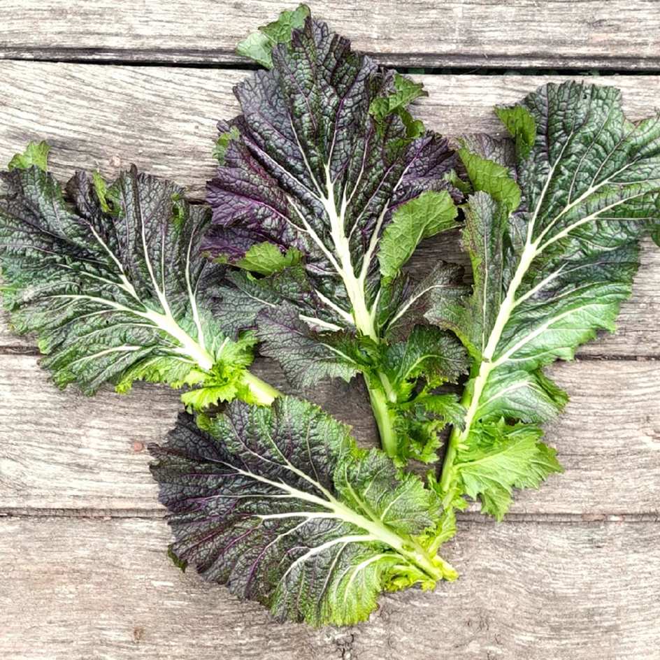 la-bo-te-graines-graines-l-gumes-moutarde-dragon-tongue-bio image 1