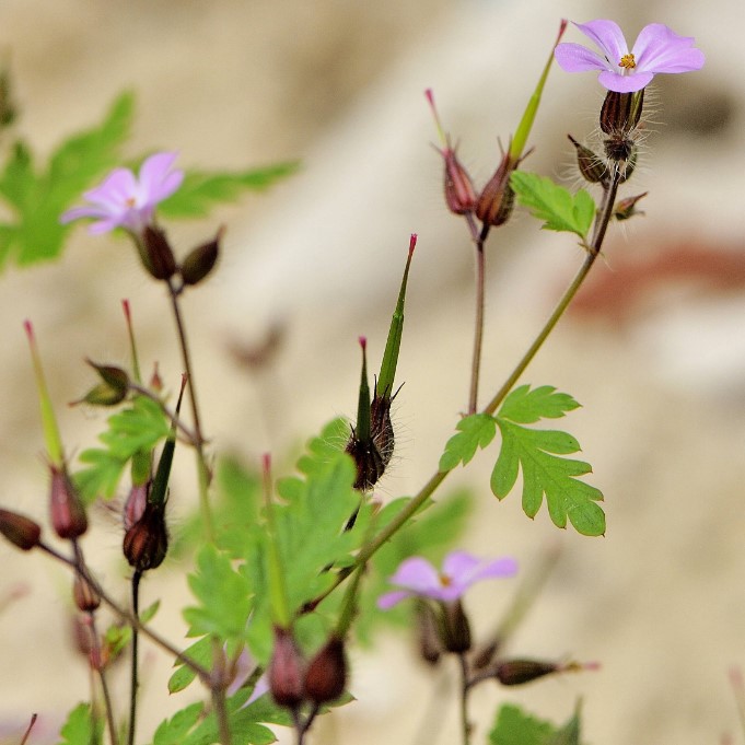 la-bo-te-graines-herbe-robert-graines-fleurs-bio-rose image 2