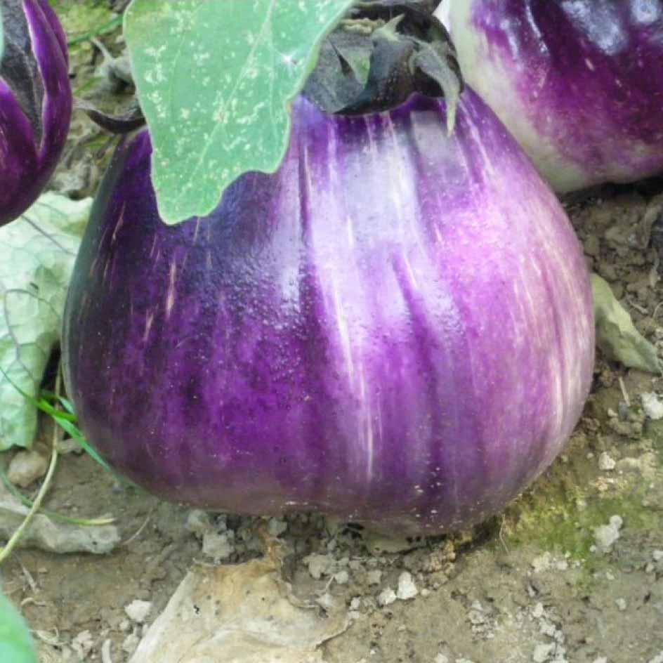 la-bo-te-graines-aubergine-violette-de-florence-graines-bio image 2