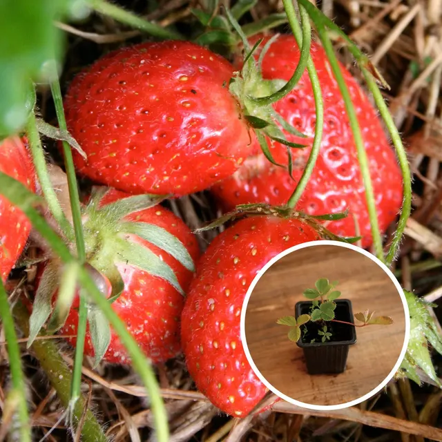 ferme-de-sainte-marthe-fraisier-mamie-ab-plant-bio-non-remontant image 1