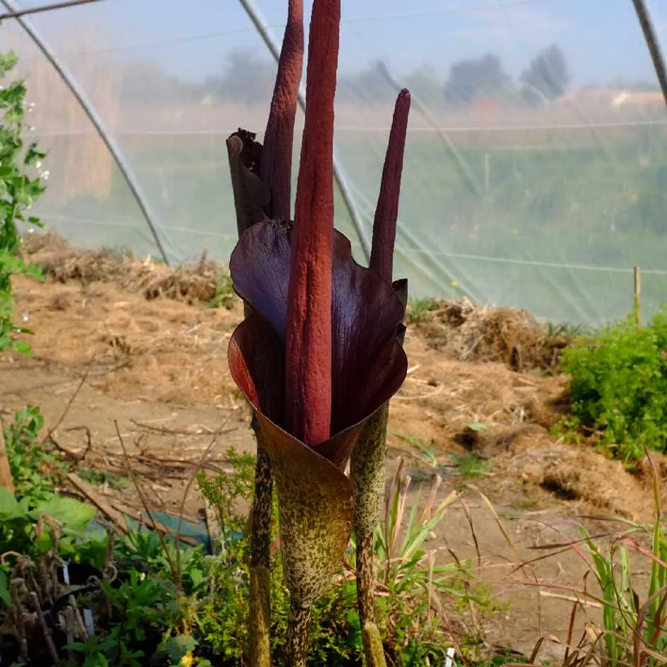 la-bo-te-graines-amorphophallus-konjac-bio-graines-fleur-vivace image 1