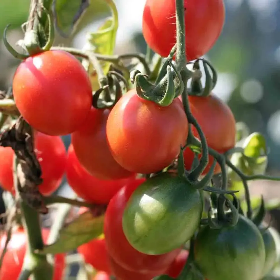 ferme-de-sainte-marthe-prince-borghese-graines-tomates-bio-sauce image 1