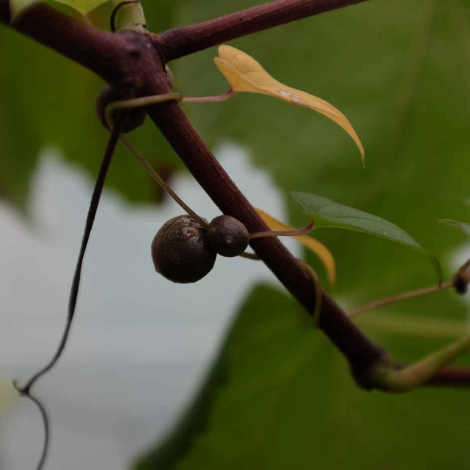 la-bo-te-graines-igname-de-chine-bio-graines-fleurs-grimpante image 2
