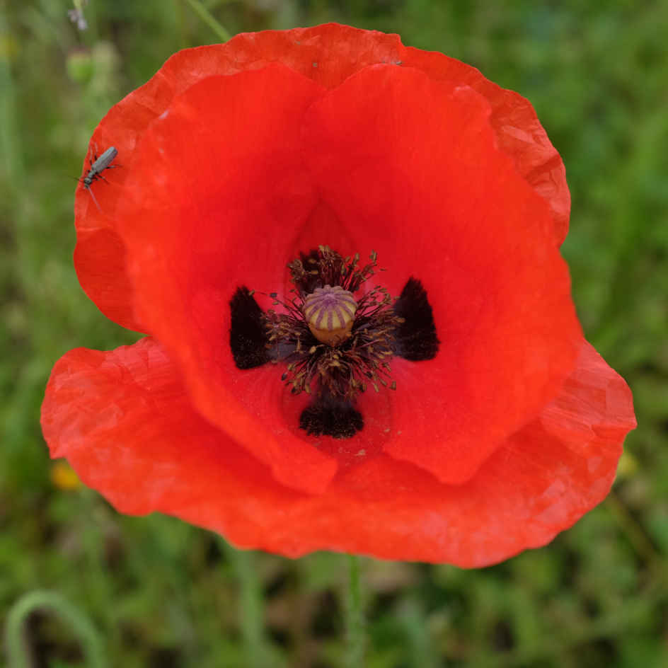 la-bo-te-graines-coquelicot-bio-graines-fleurs-rouges image 1