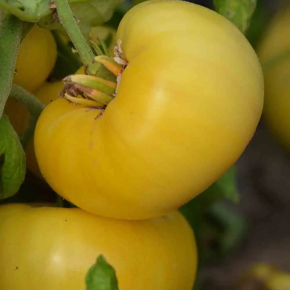 ferme-de-sainte-marthe-tomate-yellow-1884-pinkheart-graines-bio image 1