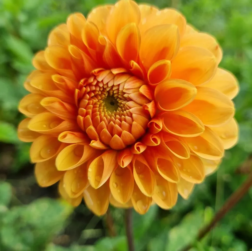 ferme-de-sainte-marthe-dahlia-pompon-sylvia-bulbe-orange image 1
