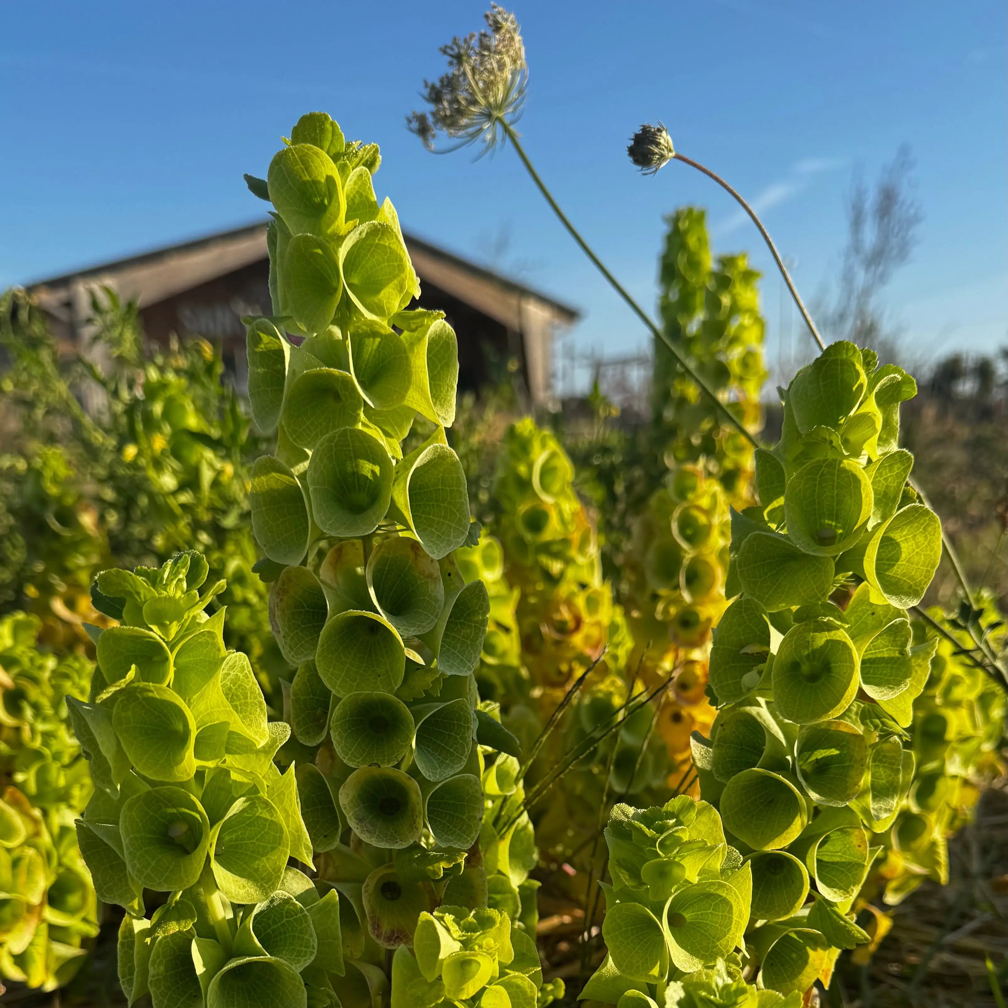 ferme-de-sainte-marthe-molucelle-graines-de-fleurs-bio-annuelles image 3