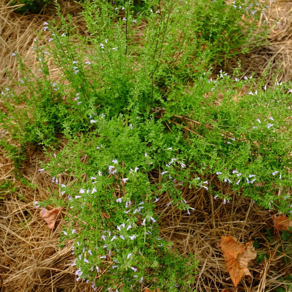 la-bo-te-graines-sauge-de-nama-graines-bio image 2