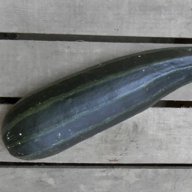 la-bo-te-graines-courgette-cocozelle-bio-graines-productive image 1