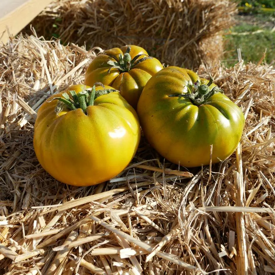 la-bo-te-graines-tomate-green-velvet-graines-bio-chair-de-b-uf image 1