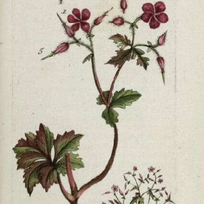 la-bo-te-graines-herbe-robert-graines-fleurs-bio-rose image 5