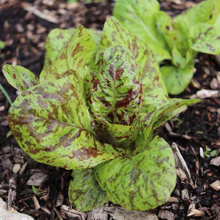 les-semences-de-l-ombelle-laitue-romaine-queue-de-truite-bio-graines image 3